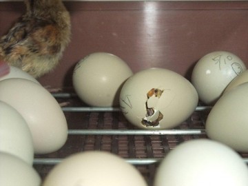 孵化間近の卵