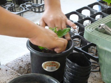 苗をていねいに鉢の中央に植えます