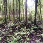 Mangrove Forest