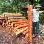 Chopped and stripped mangrove logs, ready to be put in the kiln